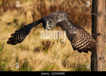 Foto einer trainierten großen grauen Eule im Flug. Strix nebulosa Stockfoto