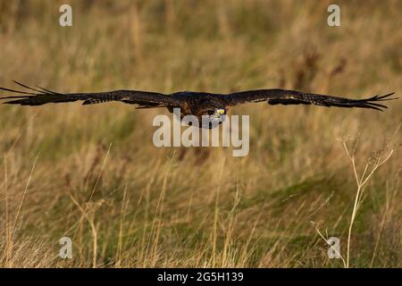 Ein ausgebildeter Rotschwanzfalke im Flug, wissenschaftlicher Name: Buteo jamaicensis Stockfoto