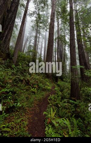 Ein Wanderweg schlängelt sich durch den Redwood-Wald des Prim Creek Redwoods State Park mit einem Baumkronendach aus Redwoods und Nebel. Stockfoto