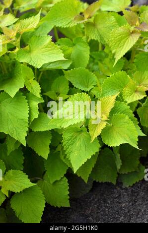 Anishysop oder Agastache foeniculum - Arten von mehrjährigen aromatischen Pflanzen in der Familie der Minze wächst im Freien im Garten, Heil-und Honigplan Stockfoto