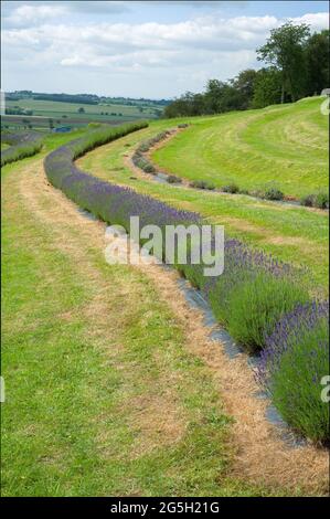 Landschaftsansicht von Lavendelpflanzen Stockfoto
