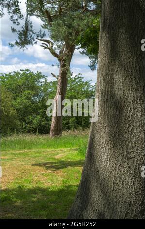 Landschaft von Bäumen im Sonnenlicht Stockfoto