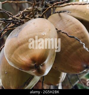 Eine Nahaufnahme von gelben Kokosnüssen, die an einer Palme hängen Stockfoto