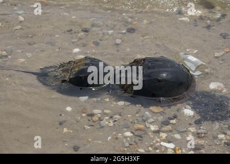 Hufeisenkrabbe (Limulus polyphemus) Paarung. Stockfoto