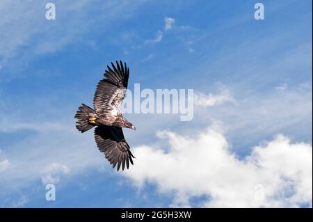 Juveniler amerikanischer Weißkopfadler im Flug in einem wolkigen Himmel Stockfoto