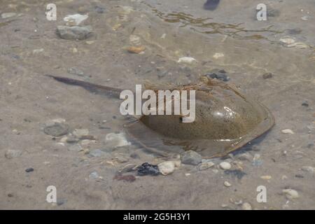 Hufeisenkrebs (Limulus polyphemus) Stockfoto