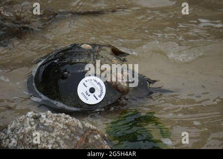 Tagged Hufeisenkrebs (Limulus polyphemus) Stockfoto