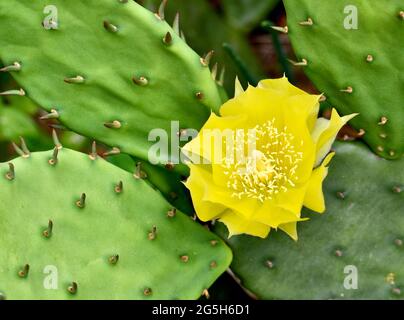 Nahaufnahme der gelben Blume und stacheligen Pads des Östlichen Kaktus der Stachelleier (Opuntia humifusa). Stockfoto