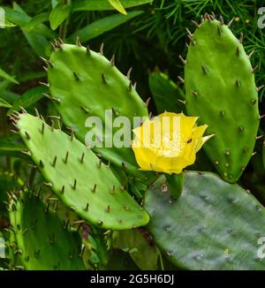 Vollansicht der gelben Blume und stacheligen Pads des Östlichen Kaktus aus Stachelpappenkäse (Opuntia humifusa) mit Blütenbestäuber. Stockfoto