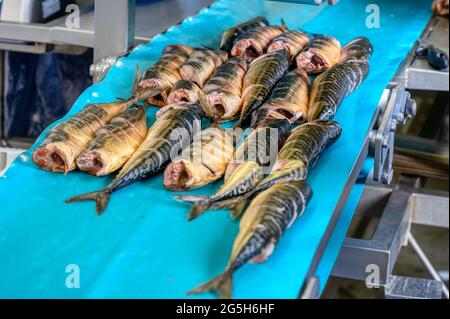 Geräucherte Makrelen liegen auf einem Förderband. Fischfutterfabrik. Stockfoto