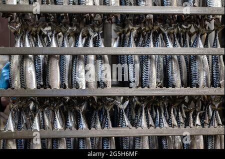 Makrele hängt in einem speziellen Metallbehälter. Der Fisch wird für den Rauchprozess vorbereitet Stockfoto