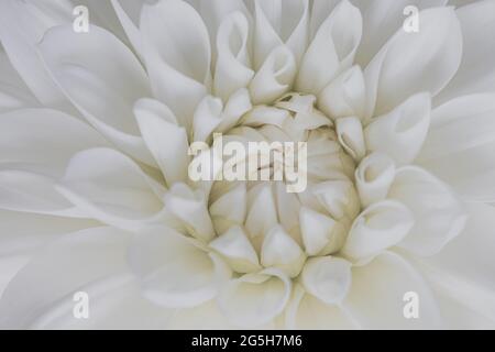 Weiße und cremefarbene Dahlien, detailreiche Blütenblätter mit Makro-Nahaufnahmen des Blumenzentrums. Stockfoto