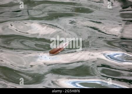 Eine Vogelfeder schwimmt zwischen den Reflexen auf der Wasseroberfläche. Stockfoto