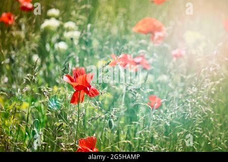 Poppy Field - schöne offene rote Blütenknospen. Unscharfer Hintergrund. Stockfoto