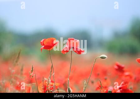 Blühende Knospen scharlachfarbener Mohnblumen aus nächster Nähe. Mohnfeld mit roten Blüten, verschwommener Hintergrund. Stockfoto