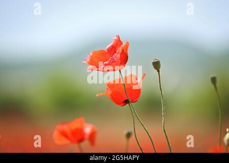 Blühende Knospen scharlachfarbener Mohnblumen aus nächster Nähe. Mohnfeld mit roten Blüten, verschwommener Hintergrund. Stockfoto