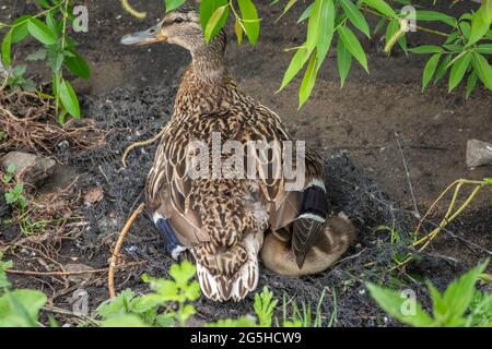 Mallard-Ente oder Anas platyrhynchos mit ihren Enten, die auf Felsen inmitten von Springpflanzen am Seeufer eingebettet sind. Die Stockente oder Wildente, Anas Stockfoto