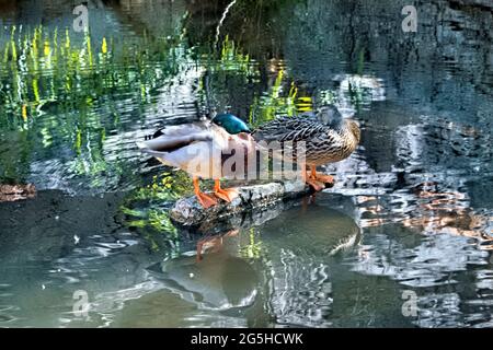 Mallard Enten im Hutch's Pool in Sabino Canyon, Tucson, Arizona Stockfoto