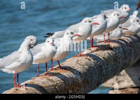 Eine Reihe von Möwen liegt auf einem alten Seebrücke. Möwen ruhen auf dem Wellenbrecher. Die europäische Heringsmöwe, Larus argentatus Stockfoto