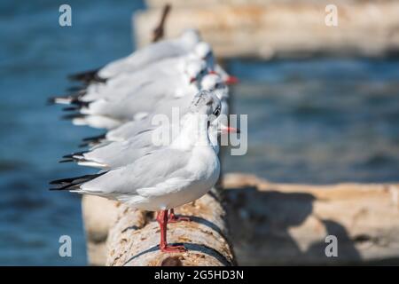 Eine Reihe von Möwen liegt auf einem alten Seebrücke. Möwen ruhen auf dem Wellenbrecher. Die europäische Heringsmöwe, Larus argentatus Stockfoto