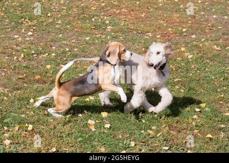 Im Herbstpark spielen englischer Beagle-Welpe und afghanischer Hund auf einem grünen Gras. Haustiere. Reinrassige Hündin. Stockfoto