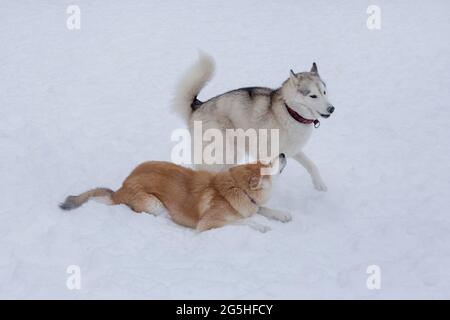 Sibirischer Husky-Welpe und akita-Inu-Welpe spielen auf einem weißen Schnee im Winterpark. Haustiere. Reinrassige Hündin. Stockfoto