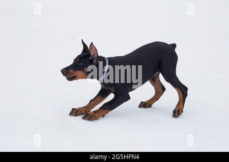 Der niedliche Doberman-Pinscher-Welpe spielt auf einem weißen Schnee im Winterpark. Drei Monate alt. Haustiere. Reinrassige Hündin. Stockfoto