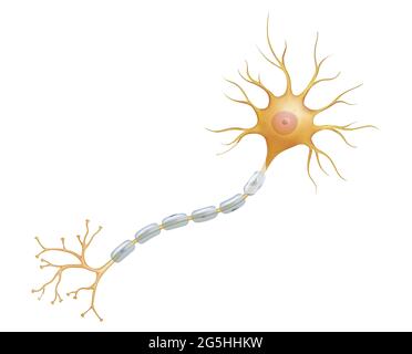 Neuron oder Nervenzelle ist der Hauptbestandteil des Nervengewebes Stockfoto