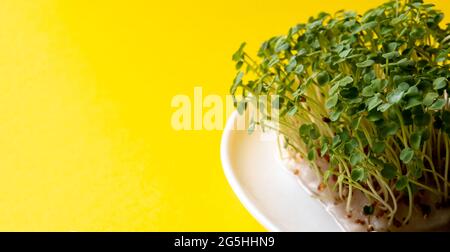 Junge Mikrogrün auf einem weißen Teller Nahaufnahme. Gelber Hintergrund mit Platz für Text. Selektiver Fokus. Stockfoto