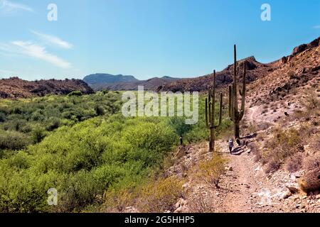 Wandern durch das saguaro-Land auf dem Arizona Trail, Gila River, Arizona, USA Stockfoto