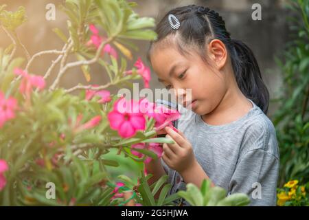 Portrait Asiatisches Mädchen, das eine wunderschöne Wüstenrosenblüte mit einer Lupe in einem Garten zu Hause sorgfältig untersucht. Niedlich asiatische Kind Mädchen 7-8 y Stockfoto