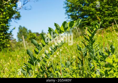 Eckige Solomon-Robbe blüht auf einer Wiese auf dem Land Stockfoto