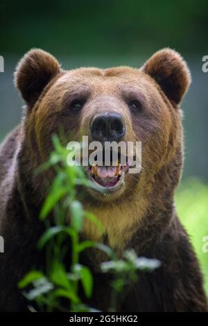 Porträt wilder Braunbär (Ursus Arctos) im Sommerwald. Tier in natürlichem Lebensraum. Wildtierszene Stockfoto