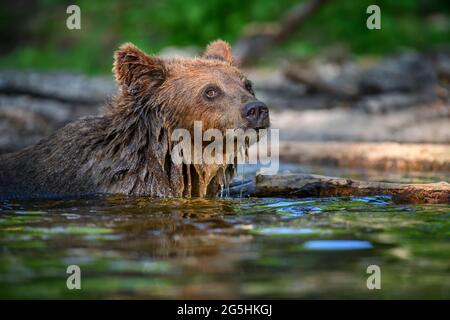 Wilder Braunbär (Ursus Arctos) am Teich im Sommerwald. Tier in natürlichem Lebensraum. Wildtierszene Stockfoto