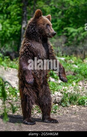 Braunbär (Ursus arctos) steht auf seinen Hinterbeinen im Sommerwald. Tier in natürlichem Lebensraum. Wildtierszene