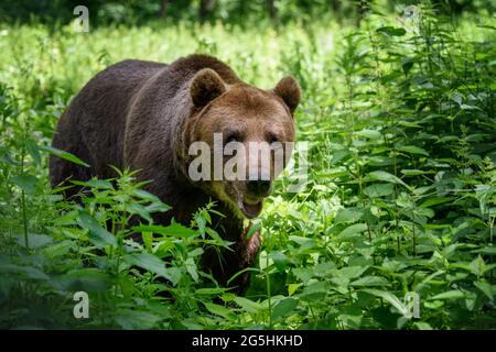 Wilder Braunbär (Ursus Arctos) im Sommerwald. Tier in natürlichem Lebensraum. Wildtierszene Stockfoto