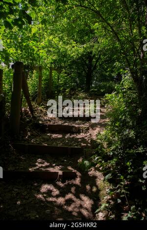 Wald Waldweg und Stufen auf einem Naturwanderweg. Mit Sonnenlicht, das durch das Baldachin scheint Stockfoto