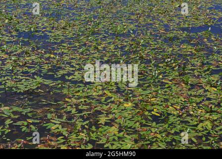 Persicaria amphibia (syn. Polygonum amphibium), Familie der Knoweed, gebräuchliche Namen: Langwurzel-Smartweed, Wasserknotweed, Wassersmartweed, Amphibienbistort Stockfoto