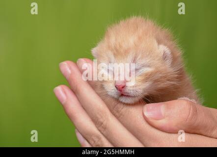 Sieversdorf, Deutschland. Juni 2021. Ein etwa zehn Tage altes Kätzchen wird in einer Hand gehalten. Die Augen des Kätzchens sind noch geschlossen. Etwa zwei bis drei Wochen nach der Geburt öffnen sich die Augen. Quelle: Patrick Pleul/dpa-Zentralbild/ZB/dpa/Alamy Live News Stockfoto