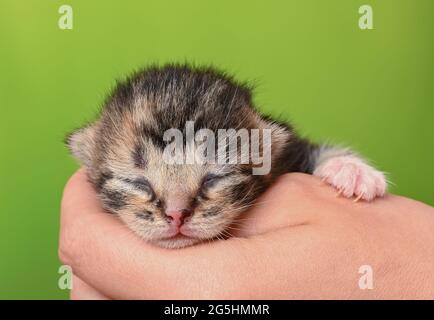 Sieversdorf, Deutschland. Juni 2021. Ein etwa zehn Tage altes Kätzchen wird in einer Hand gehalten. Die Augen des Kätzchens sind noch geschlossen. Etwa zwei bis drei Wochen nach der Geburt öffnen sich die Augen. Quelle: Patrick Pleul/dpa-Zentralbild/ZB/dpa/Alamy Live News Stockfoto