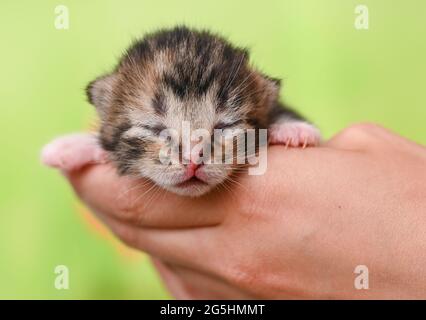 Sieversdorf, Deutschland. Juni 2021. Ein etwa zehn Tage altes Kätzchen wird in einer Hand gehalten. Die Augen des Kätzchens sind noch geschlossen. Etwa zwei bis drei Wochen nach der Geburt öffnen sich die Augen. Quelle: Patrick Pleul/dpa-Zentralbild/ZB/dpa/Alamy Live News Stockfoto