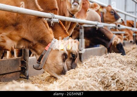 Milchviehindustrie. Rote Jersey Kühe stehen im Stall und fressen Heu. Stockfoto