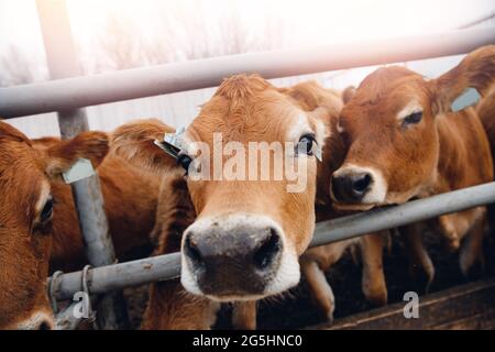 Portrait Kühe rotes Trikot stehen im Stall und essen Heu. Milchviehindustrie. Stockfoto