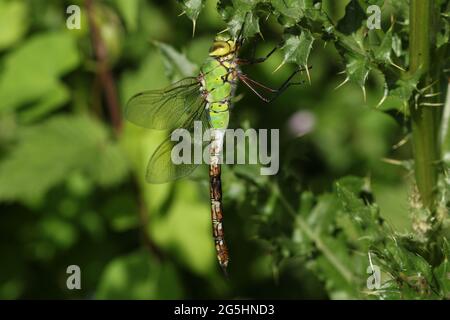 Eine neu aufgetauchte Kaiser-Fliege, Anax Imperator, auf einer Distel starregend. Stockfoto