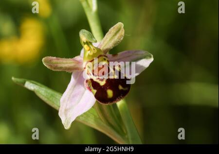 Eine schöne Bienen-ragwurz, Ophrys apifera, wächst in einer Wiese in Großbritannien. Stockfoto