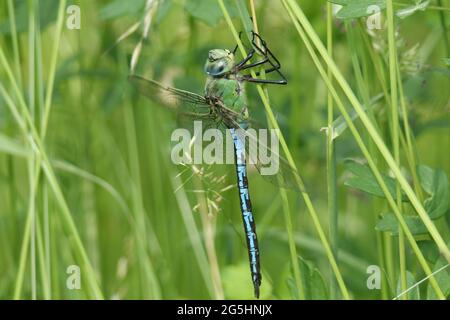 Ein männlicher Kaiser der Fliege, Anax Imperator, der auf Gras steht. Stockfoto