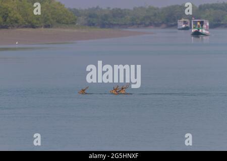 Männchen gesichtet Hirsch schwimmen über einen Fluss, um die angrenzende Insel im Sundarban National Park, West Bengal, Indien zu erreichen Stockfoto