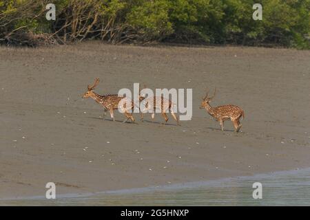 Männchen gesichtet Hirsch auf dem Watt nach der Überquerung eines Flusses im Sundarban National Park, West Bengal, Indien Stockfoto