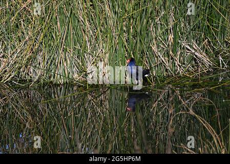 Australasian Swamphen, auch bekannt als ein Pukeko, in einem Teich, mit Schilf im Hintergrund. Die Spiegelung des Vogels ist auf der stillen Wasseroberfläche klar Stockfoto