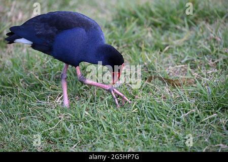 Nahaufnahme eines australasiatischen Swamphen, auch bekannt als Pukeko, der sich nach unten beugte, um Gras in seinem Talon zu betrachten Stockfoto